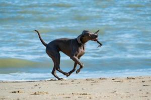 weimarse staande hond op het zeestrand in de zomerdag foto