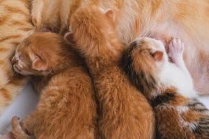 pasgeboren baby kittens drinken melk uit de borst van hun moeder foto