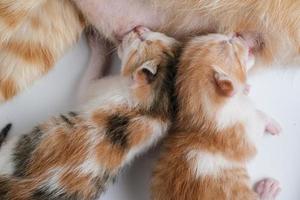 pasgeboren baby kittens drinken melk uit de borst van hun moeder foto