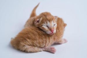 pasgeboren kittens slapen op de witte vloer foto