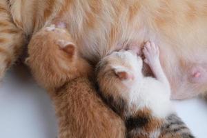 pasgeboren baby kittens drinken melk uit de borst van hun moeder foto