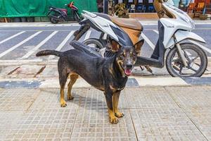 verdwaalde hongerige straathond nai thon naithon strand phuket thailand. foto