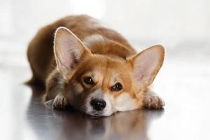 harige vriend. mooie corgi-hond die op de vloer ligt en naar de zijkant kijkt, tegen? foto