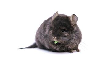 schattige chinchilla eten op witte achtergrond foto