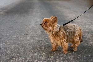 grappige volbloed mooie yorkshire terrier van bruine kleur om aan de lijn te lopen foto