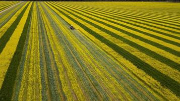 tractor op een geelgroen koolzaadveld foto