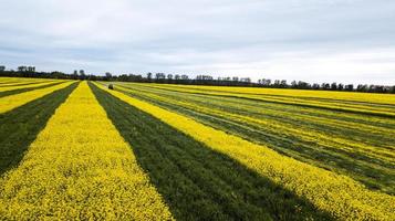 geelgroen koolzaadveld luchtfotografie met drone foto