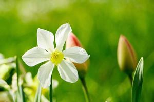 jonge witte narcissen in de tuin. foto