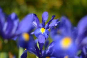 blauwe magische irisbloem. foto