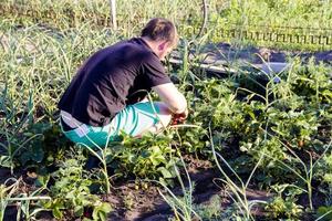 man plukt aardbeien in de tuin foto