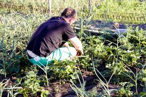 man plukt aardbeien in de tuin foto