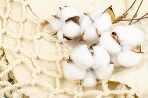 delicate witte pluizige katoenen bloemen op pastelblauwe papieren achtergrond, bovenaanzicht. natuurlijke organische vezels, grondstoffen voor het maken van stof. studio foto