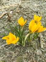 eerste lentebloemen krokussen op nog bevroren grond. studio foto