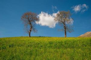 weide in de lente foto