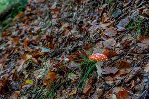 giftige paddenstoel in het herfstbos foto