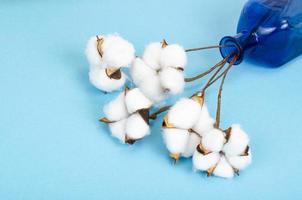 delicate witte pluizige katoenen bloemen op pastelblauwe papieren achtergrond, bovenaanzicht. natuurlijke organische vezels, grondstoffen voor het maken van stof. studio foto