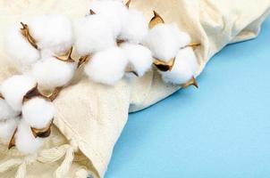 delicate witte pluizige katoenen bloemen op pastelblauwe papieren achtergrond, bovenaanzicht. natuurlijke organische vezels, grondstoffen voor het maken van stof. studio foto