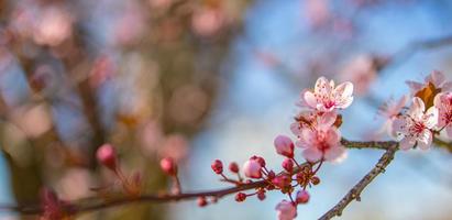 prachtige lente natuur scène met roze bloeiende boom. rustige lente zomer natuur close-up en wazig bos achtergrond. idyllische natuur foto