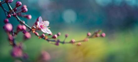 prachtige lente natuur scène met roze bloeiende boom. rustige lente zomer natuur close-up en wazig bos achtergrond. idyllische natuur foto