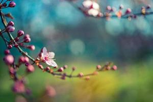 prachtige lente natuur scène met roze bloeiende boom. rustige lente zomer natuur close-up en wazig bos achtergrond. idyllische natuur foto