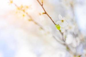 prachtige lente natuur scène met roze bloeiende boom. rustige lente zomer natuur close-up en wazig bos achtergrond. idyllische natuur foto