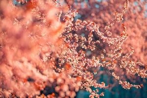 lente roze bloemen achtergronden. droom natuur close-up met sakura, kersenbloesem in wazig bokeh lente landschap. rustige pastelkleuren, romantische bloeiende bloemen foto