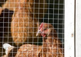 gekooide kippen landelijke boerderij foto