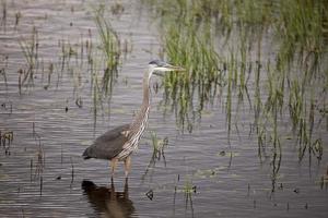 blauwe reiger in moeras foto