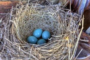 roodborstjes nest in oude tractor foto