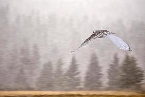 sneeuwuil in alberta foto