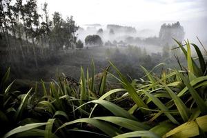 schilderachtige planten nieuw-zeeland foto