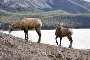 rotsachtige bergschapen foto