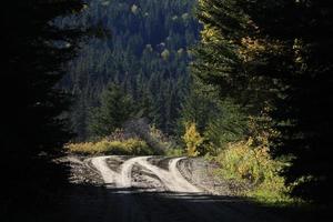 herfstkleuren cipressen heuvels canada foto