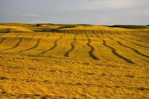 prairie scene saskatchewan foto