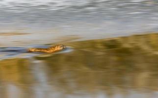 muskusrat op de noordelijke rivier foto