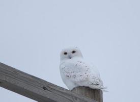 sneeuwuil neergestreken foto