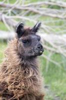 lama alpaca canada foto