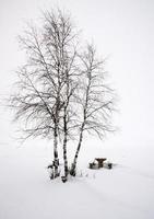 aspen bomen canada foto