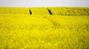 Saskatchewan landbouwgrond in de zomer foto