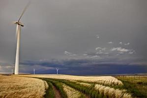 windmolenpark meeuw meer saskatchewan foto