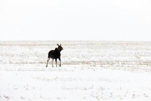 prairie elanden canada foto