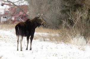 prairie elanden canada foto