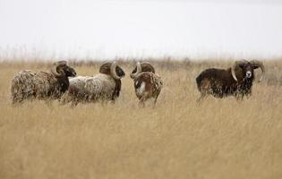 europese grote hoorn schapen foto