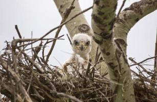 baby swainson havik foto