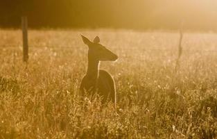 herten in een veld foto