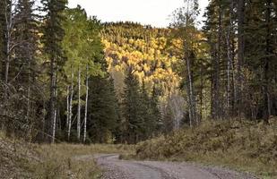 herfstkleuren cipressen heuvels canada foto