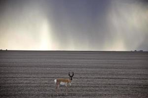 prairie storm wolken antilope foto