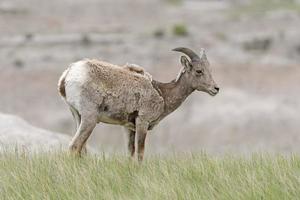 dikhoornschapen in de prairie foto