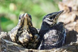 twee volwassen nestjongen van een lijster zitten in een nest op de dennenboom foto