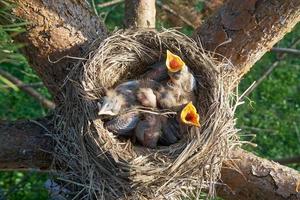 kuikens van hongerige pasgeboren lijsters openen hun mond en vragen om voedsel dat in een nest ligt foto